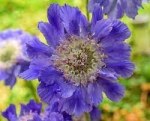 Scabiosa Fama Deep Blue 15CM Pot