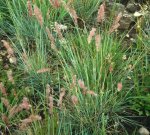 Melinis Repens 4LT