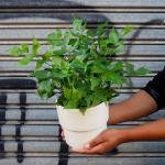 Japanese Holly Fern - 12CM Nursery Pot