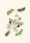 The Cabinet Of Oriental Entomology Pl Iv 1848 Art Print - A2