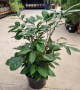 Natal Mahogany - In 25CM Nursery Pot
