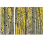 Birch Trees Art Photography Print Triptych Canvas 1400 X 970