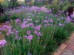 Tulbaghia Violacea 40 Pack Tray Wild Garlic
