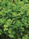 Coriander Seed - 25 G Raw Seed