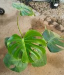 Monstera Deliciosa 15 Cm