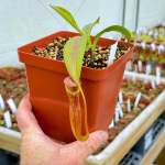 Tropical Pitcher Nepenthes ' Maxima X Thorelii X Trusmadiensis' - Medium Plant In 12CM Plastic Pot
