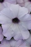 Petunia Easy Wave Silver Seed - 250 Pelleted Seed