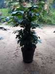 Natal Mahogany 43CM Pot