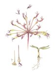 Brunsvigia Orientalis Art Print - A3