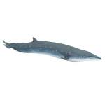 Sei Whale By