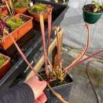 Trumpet Pitcher Sarracenia 'nandipha' - Dormant Plant. 12CM Plastic Container.