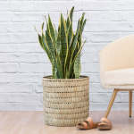 Mother In Law's Tongue - Golden Future - Extra Large - In 35CM Fundo Basket +-60CM Tall - Shorter Plants Than Pictured