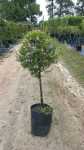 Freylinia Tropica Blue Standard lollipop 10LT
