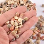 100PCS Natural MINI Spiral Shells Beach Seashells For Diy Crafts Handmade Home Decor Special Ornaments Suitable For Aquarium And