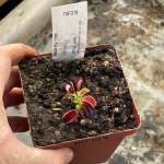 Venus Fly Trap 'bcp Red Bull.' Special Import. - Dormant Plant. 7.5CM Plastic Container.