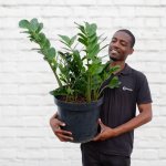 Zz Plant - Extra Large - 32CM Nursery Pot