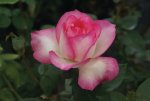 Tourmaline Hybrid Tea Rose 5LT