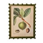 Bobble Framed Fruit Wall Art - Black Sapote