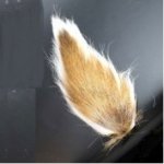 Fly Tying Buck Tail
