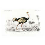 Ostrich Art Print