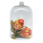 Glass Dome Tall Display Dome 32CM H X 21CM W - 32CM H X 21CM W