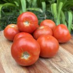 Organic Tomatoes 1KG Heirloom Foods