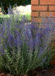 Perovskia Blue Steel Seed - 10 Raw Seed