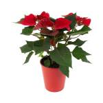Red Festive Poinsettia Euphorbia Pulcherrima In Pot