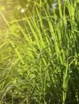 Lemongrass Seed - 100 Raw Seed