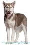 Siberian Husky Affirmations Workbook Siberian Husky Presents - Positive And Loving Affirmations Workbook. Includes: Mentoring Questions Guidance Supporting You.   Paperback