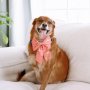 You're A Fineapple ~ Dog Bandana - Small