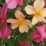 Rosa Chinensis Mutabilis Climbing Rose 5LT