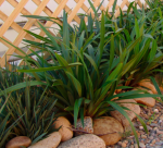 Dianella “tazz Red” 17CM Pot
