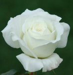 Icegirl Panarosa Rose 5LT
