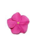 Vinca Pacifica Deep Orchid Xp Seed - 5000 Raw Seed