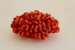 Coral Ornament