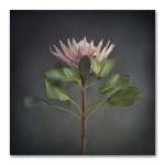 King On Gray Square 1 Art Print - 100 X 100CM No Frame Print Only