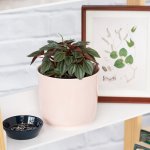 Peperomia Napoli Nights - In Gloss Ice Pink Ceramic Planter