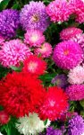 Aster Colour Carpet Mix Seed - 20 G Raw Seed