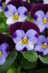 Viola Sorbet Denim Jump Up Xp Seed - 25 Raw Seed
