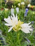 Agapanthus Silver Suzi 19CM Pot