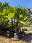 Mexican Fan Palm 175LT