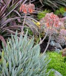 Cotyledon Orbiculata Oblonga 4LT