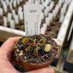 Venus Fly Trap 'centurion.' Special Import. - 3 Years Or Older. 12CM Plastic Container.
