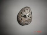 Ocean Jasper Free Form SSP282