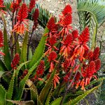 Aloe Cameronii 4LT