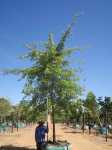 Quercus Palustris 1000LT