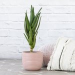 Aloe Masada - In Millennial Pink Poodle Planter