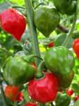 Capsicum Habanero - Chili Seed - 500 Raw Seed