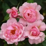 St. Andrews Rose Std 90CM